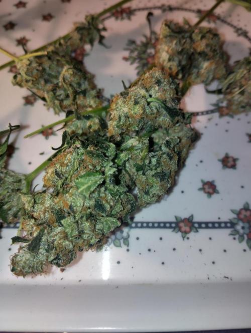 Vanilla Cheesecake+ sour D. Week 13 - Been smoking this and it's so nice,sour d
