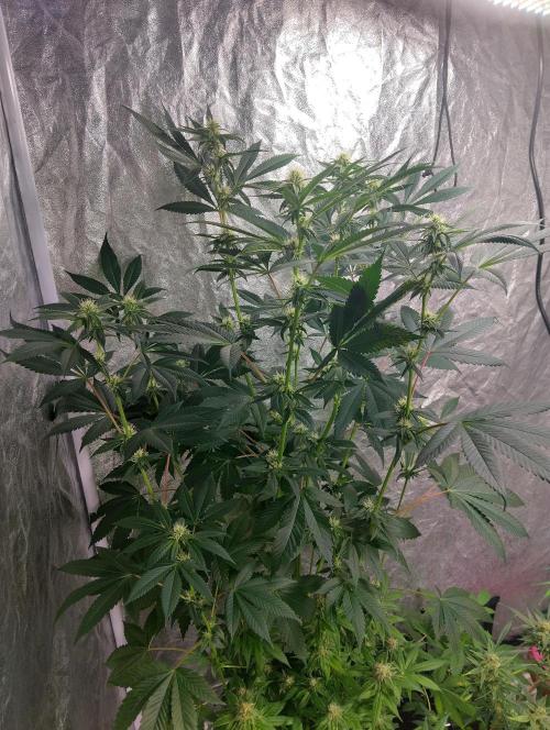Vanilla Cheesecake+ sour D. Week 13 - My second sour s is growing much nicer as I topped this one 