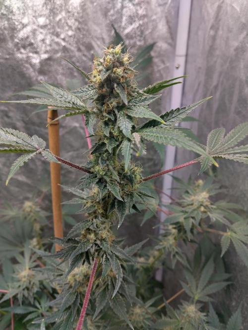 Vanilla Cheesecake+ sour D. Week 13 - Cheesecake 20/11