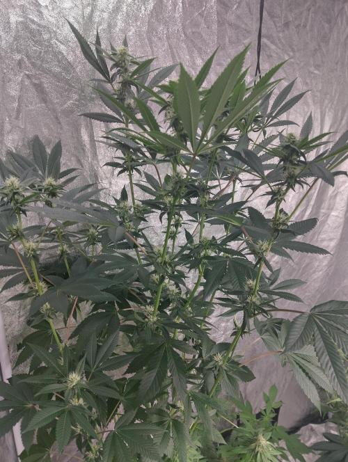 Vanilla Cheesecake+ sour D. Week 13 - SourD 21/11