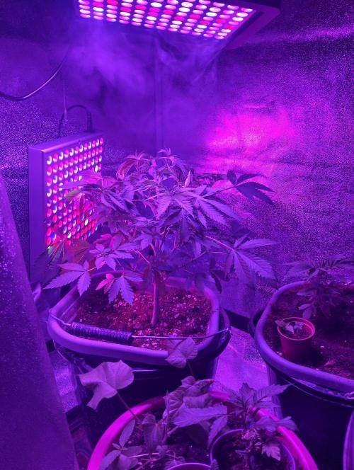 Purple lemonade cheese cake 🎄. Week 12 - 20/4 