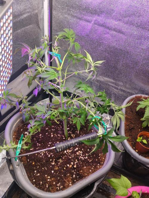 Purple lemonade cheese cake 🎄. Week 12 - Trimmed and tied down 