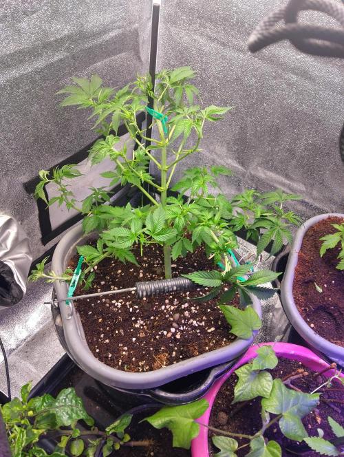 Purple lemonade cheese cake 🎄. Week 12 - A few hours later now it's in 12/12