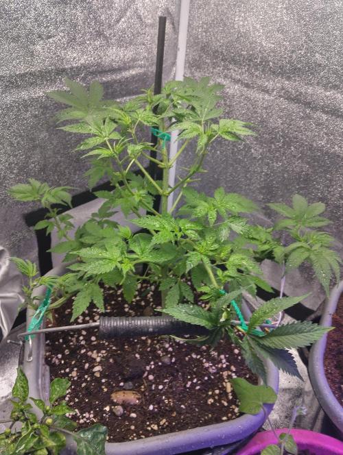 Purple lemonade cheese cake 🎄. Week 13 - Day one of 12/12, 21/4.
