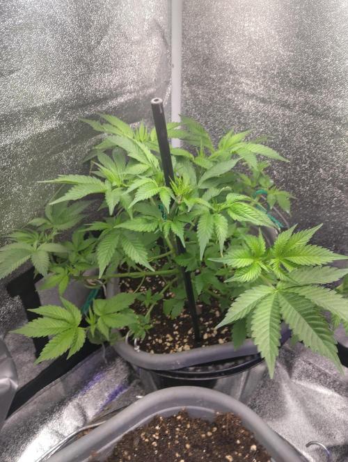 Purple lemonade cheese cake 🎄. Week 13 - 22/4 looking good 🤞