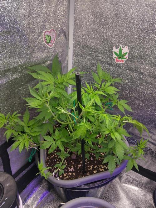 Purple lemonade cheese cake 🎄. Week 13 - 23 and gave it a little trim before bedtime 