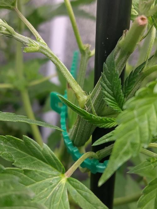 Purple lemonade cheese cake 🎄. Week 13 - Hopefully it's a girl