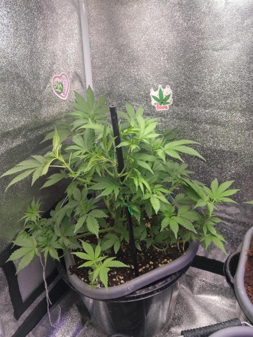 Purple lemonade cheese cake 🎄. Week 14 - She is a girl 🙏28/04 