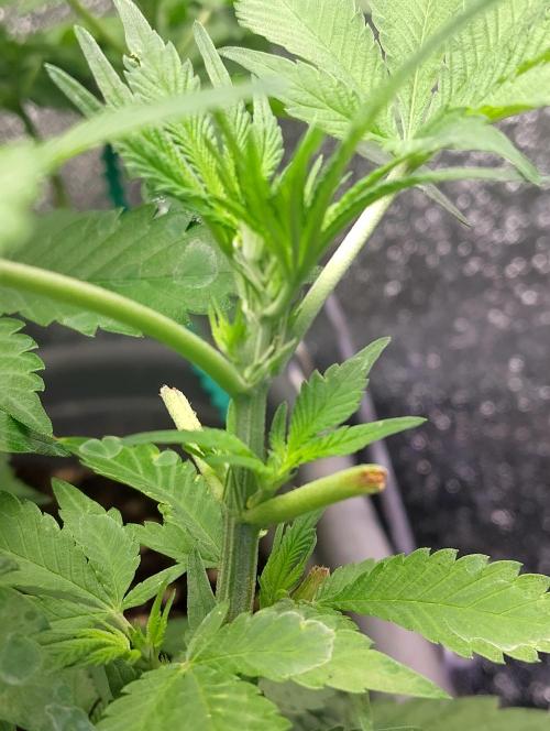 Purple lemonade cheese cake 🎄. Week 14