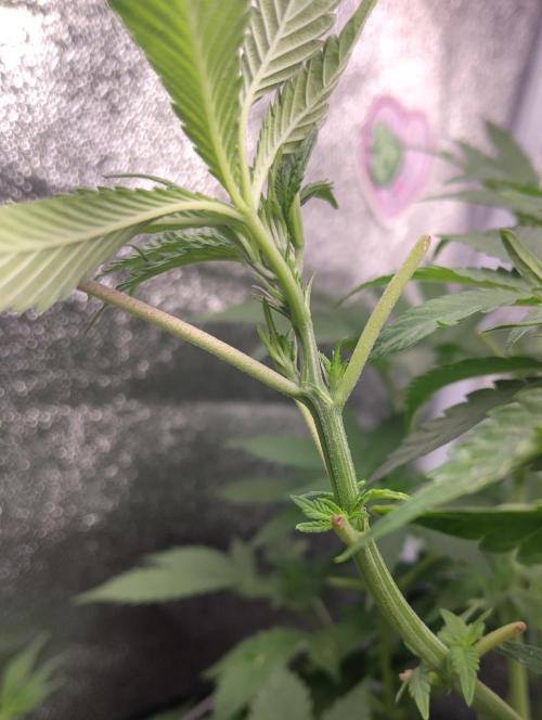 Purple lemonade cheese cake 🎄. Week 14