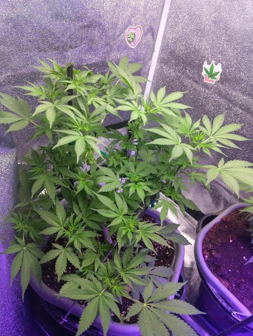 Purple lemonade cheese cake 🎄. Week 14 - First of may and she is growing nicely 😃 no smell yet tho 