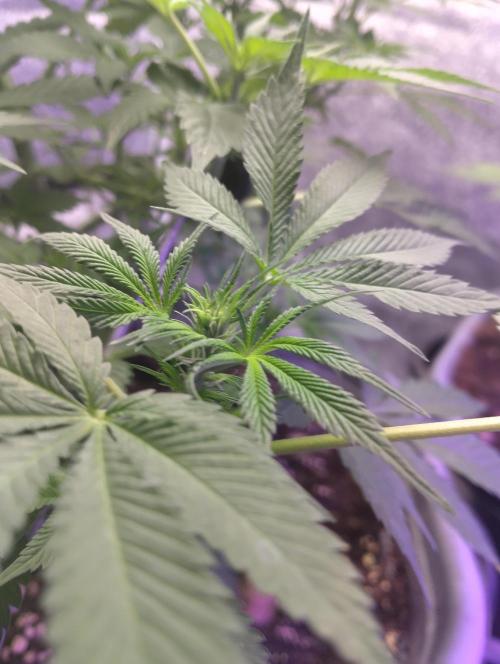 Purple lemonade cheese cake 🎄. Week 14