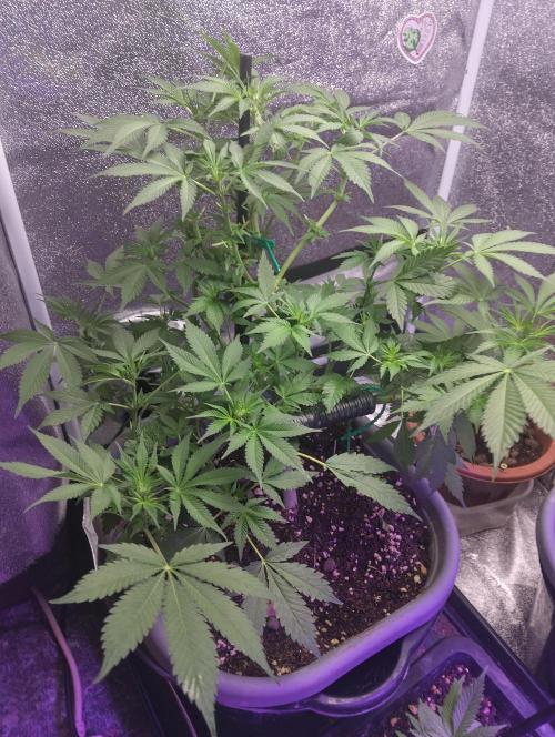 Purple lemonade cheese cake 🎄. Week 15 - 3rd of may