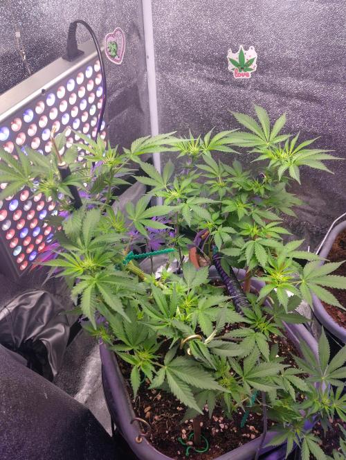 Purple lemonade cheese cake 🎄. Week 15 - 4th of may