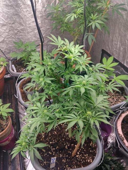 Purple lemonade cheese cake 🎄. Week 15 - 6th of may and getting bigger each day 😋