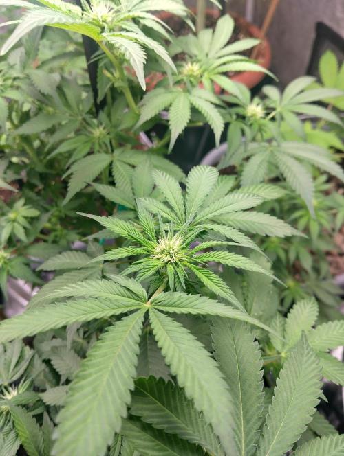 Purple lemonade cheese cake 🎄. Week 15 - Her mother died but now it's time for baby purple to take over 