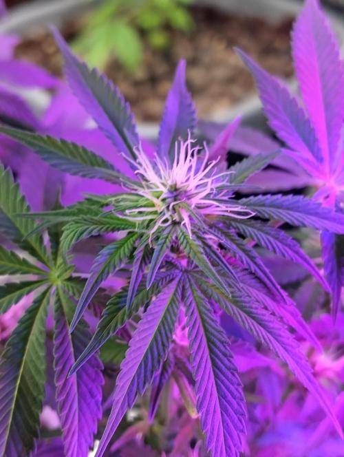 Purple lemonade cheese cake 🎄. Week 16 - 11th of may