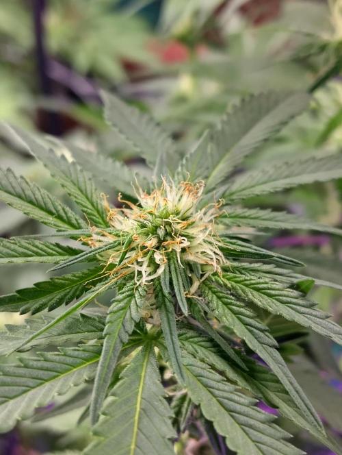 Purple lemonade cheese cake 🎄. Week 16 - 11th of may