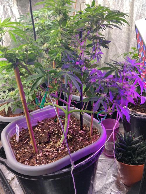 Purple lemonade cheese cake 🎄. Week 16 - 11th of may