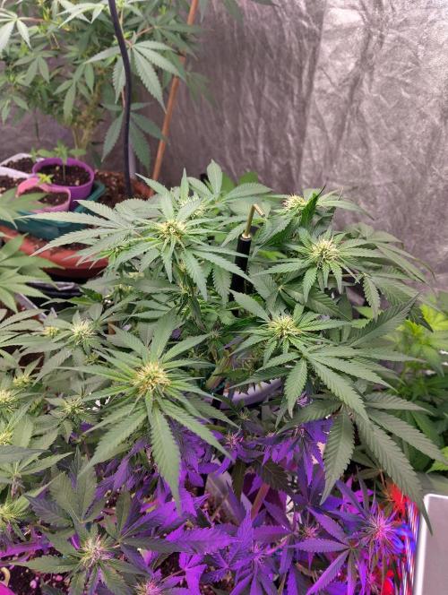 Purple lemonade cheese cake 🎄. Week 16 - 11th of may