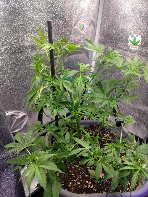 Purple lemonade cheese cake 🎄. Week 14 - Gave her a little trim 