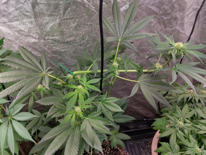 Vanilla Cheesecake+ sour D. Week 10 - 22/10