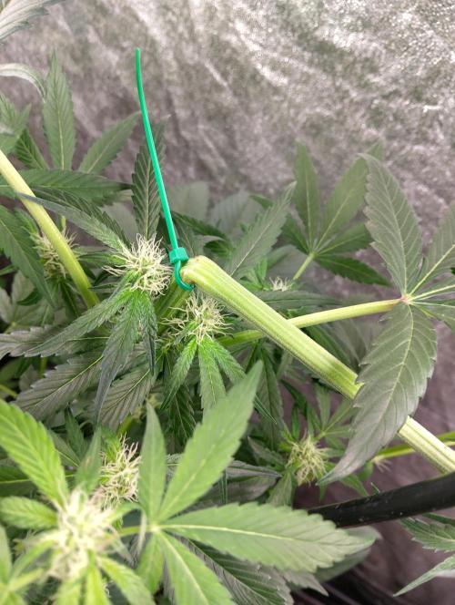 Vanilla Cheesecake+ sour D. Week 10
