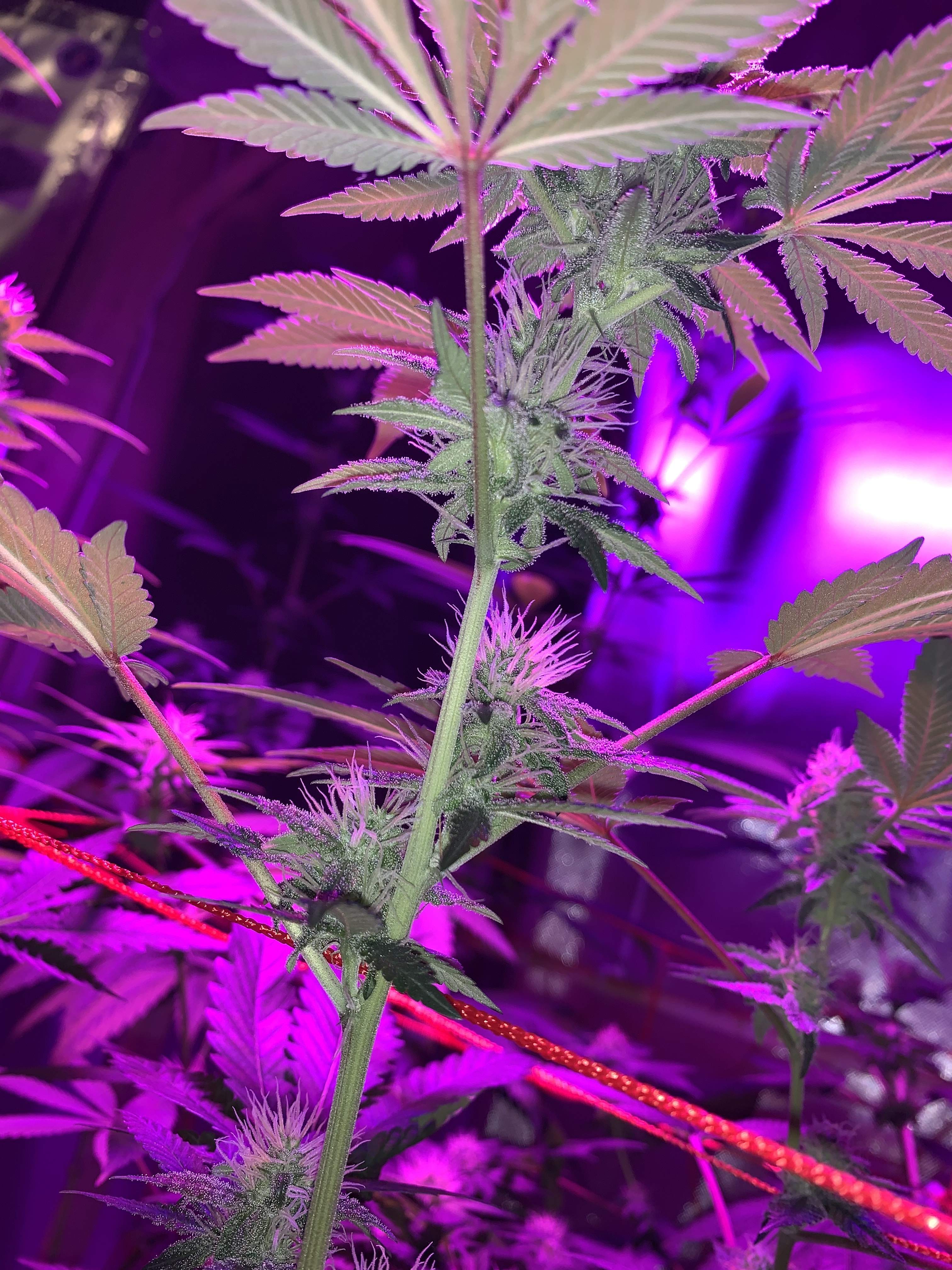 Crop King Seeds Durban Poison, Gorilla Cookies grow diary (journal) week9 by FromSierra