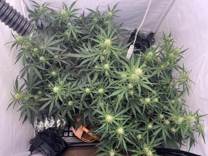 Guava Auto RF3. Week 5