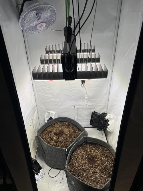 Guava RF3 Living Soil. Week 0 - Day 0
24H soaked in Water - now planted