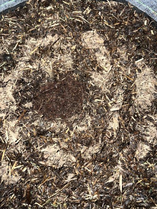 Guava RF3 Living Soil. Week 0 - Day 0 The Planthole have a Coco Coir core