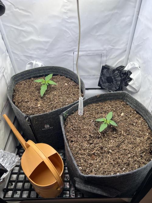 Guava RF3 Living Soil. Week 2 - Day 10