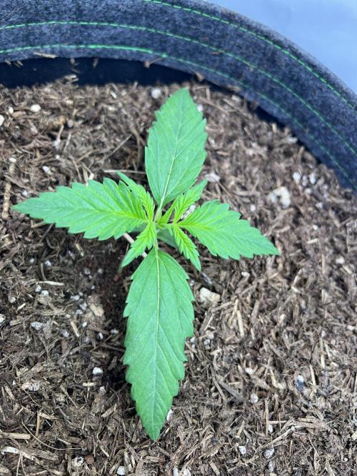 Guava RF3 Living Soil. Week 2 - #2 Day 10