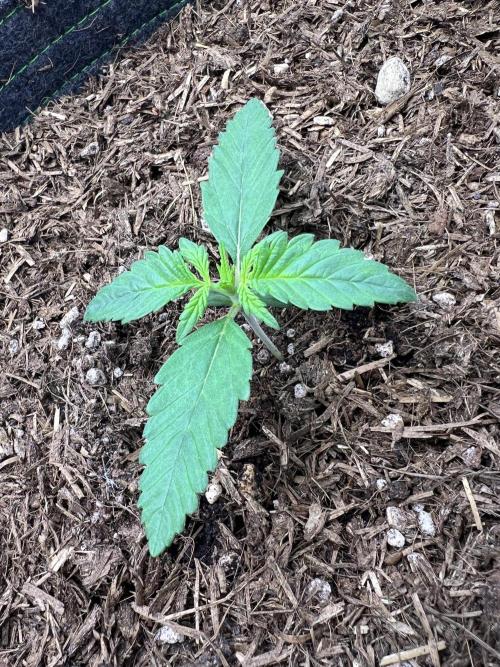 Guava RF3 Living Soil. Week 2 - #1 Day 10