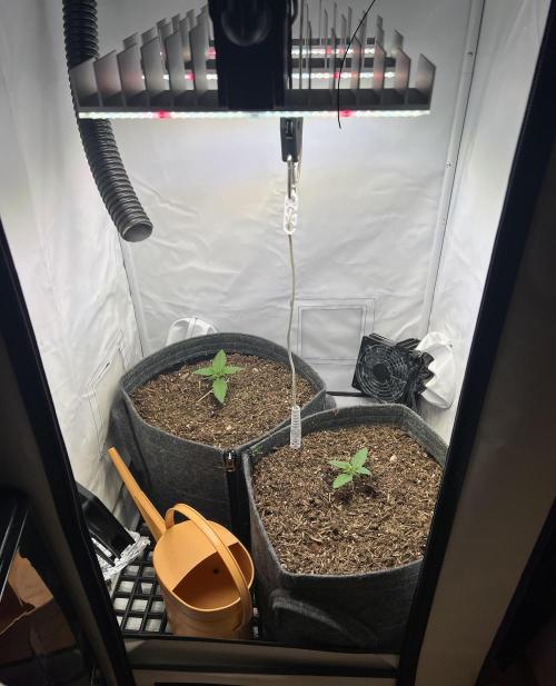 Guava RF3 Living Soil. Week 2 - Day 8