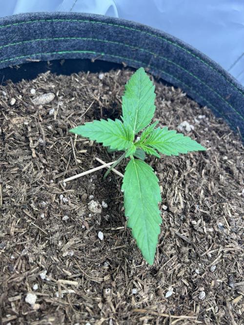 Guava RF3 Living Soil. Week 2 - #2 Day 8