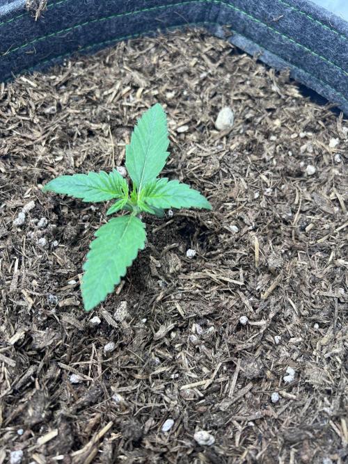 Guava RF3 Living Soil. Week 2 - #1 Day 8