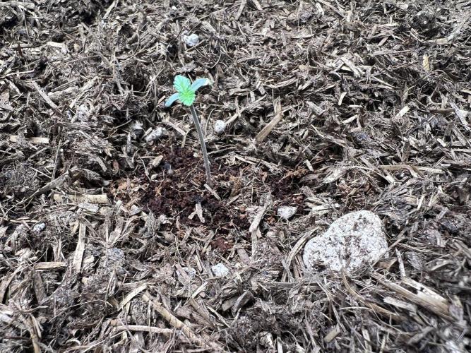 Guava RF3 Living Soil. Week 1 - #1 Day 2