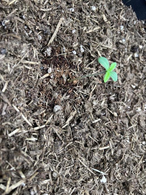 Guava RF3 Living Soil. Week 1 - #2 Day 2