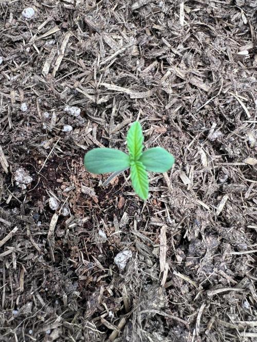 Guava RF3 Living Soil. Week 1 - #2 Day 3