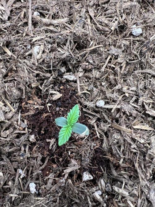 Guava RF3 Living Soil. Week 1 - #1 Day 3