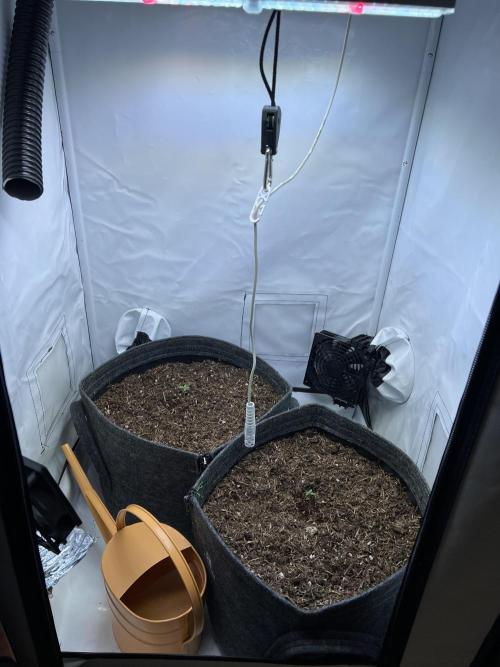 Guava RF3 Living Soil. Week 1 - Day 3