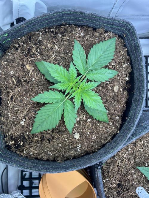 Guava RF3 Living Soil. Week 2 - #2 Day 13
