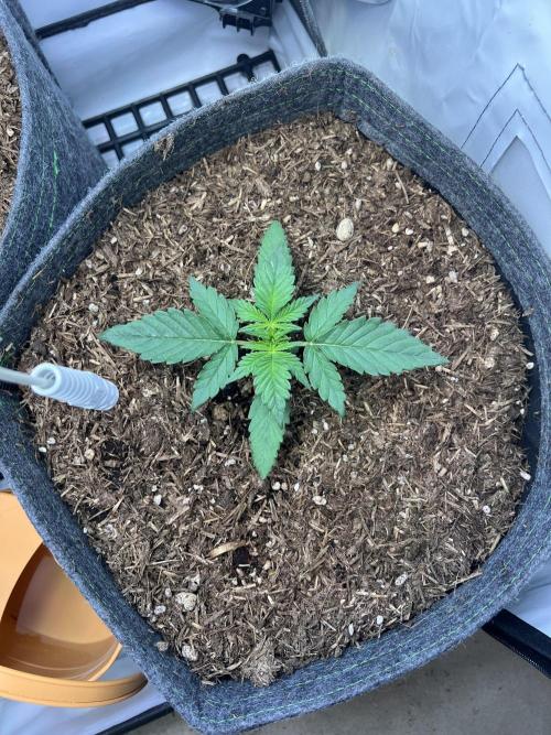 Guava RF3 Living Soil. Week 2 - #1 Day 12