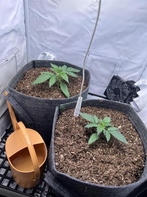 Guava RF3 Living Soil. Week 2 - Day 13