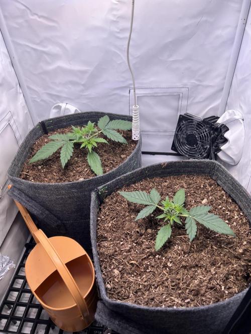 Guava RF3 Living Soil. Week 3 - Day 15