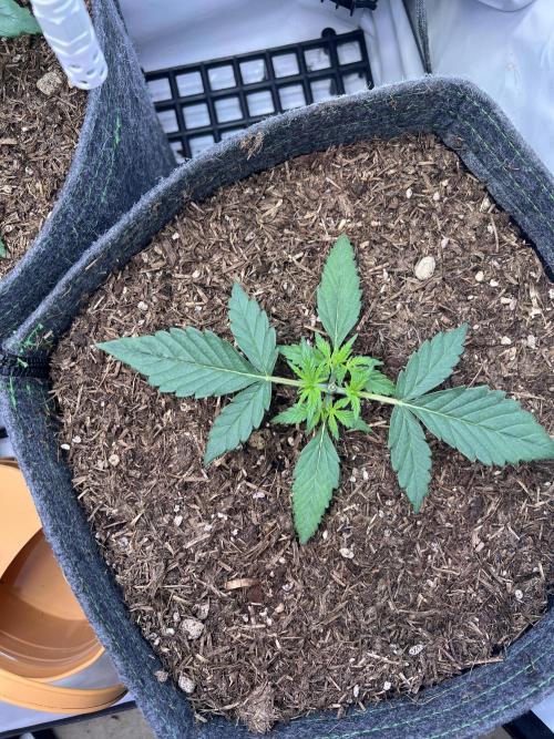 Guava RF3 Living Soil. Week 3 - #1 Day 15