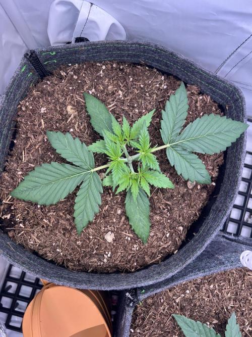 Guava RF3 Living Soil. Week 3 - #2 Day 15