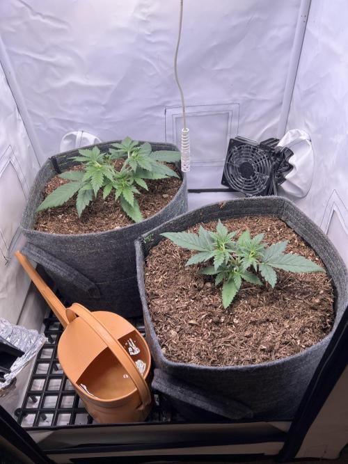 Guava RF3 Living Soil. Week 3 - Day 17