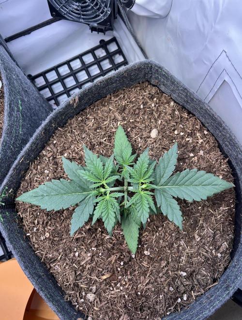 Guava RF3 Living Soil. Week 3 - #1 Day 17